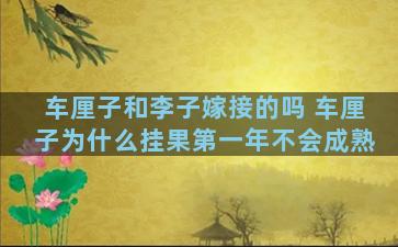 车厘子和李子嫁接的吗 车厘子为什么挂果第一年不会成熟